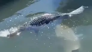 Viral: un tiburón atacó a un cocodrilo en un muelle