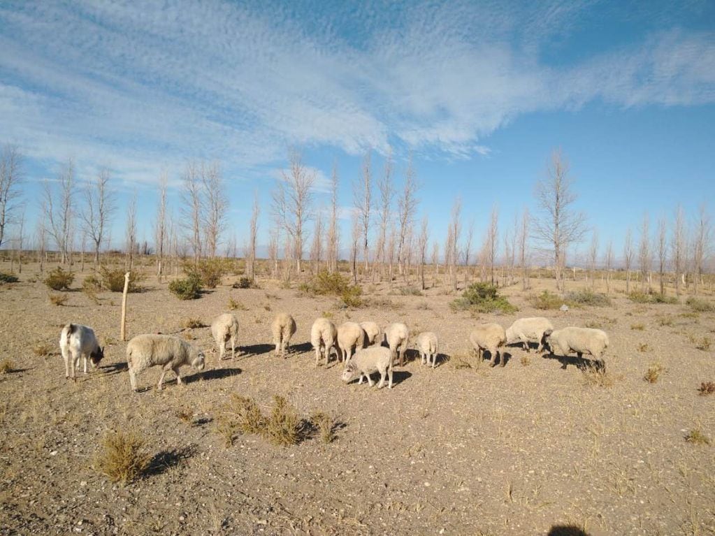 Cría de ovejas en Malargüe.