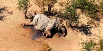 Elefante hallado muerto en Botsuana