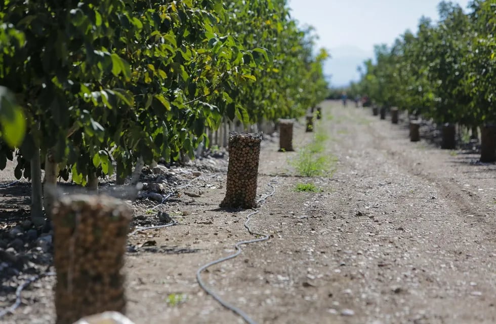 En 2020 se exportaron 7.766.866 dólares por nueces de nogal frescas o secas con cáscara (con un volumen de 3.360 toneladas) desde nuestra provincia. / Foto: Los Andes
