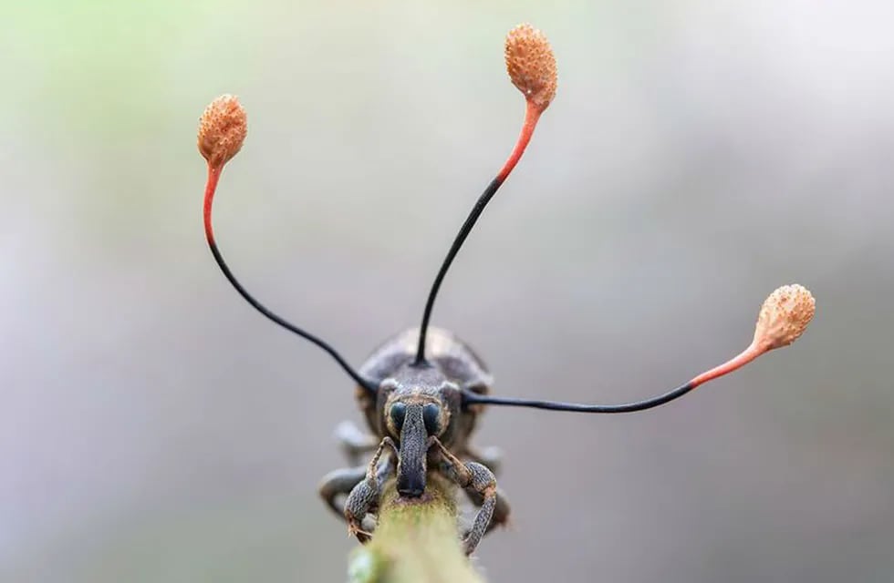 Un hongo colonizó y controló a un insecto hasta matarlo. Frank Deschandol