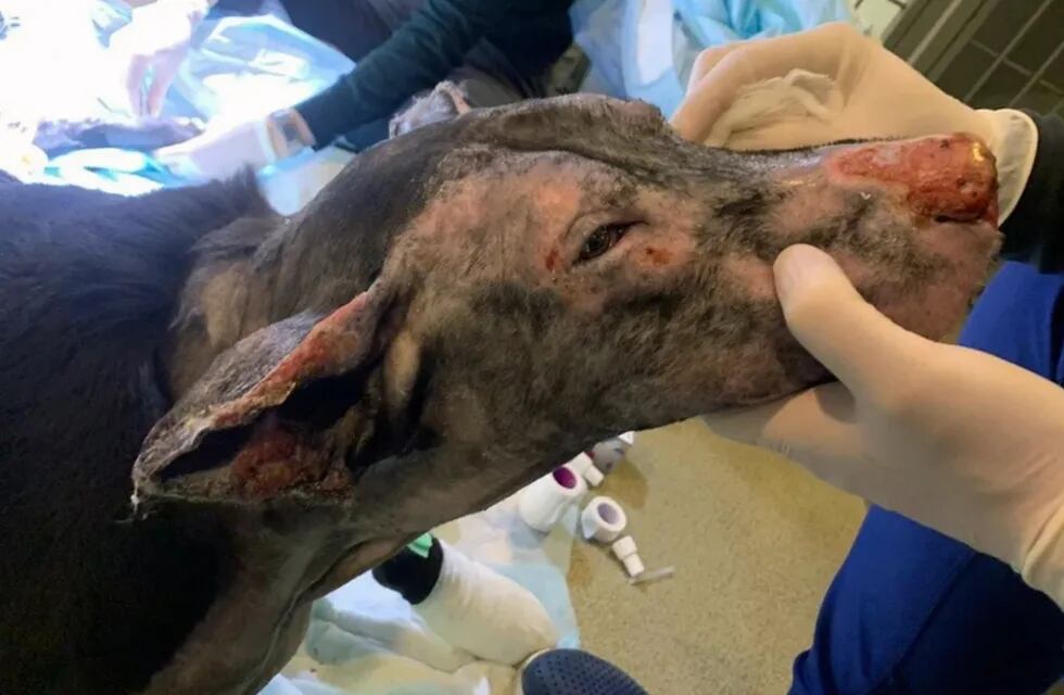 El animal sufrió lesiones en la cara, las orejas, el vientre y las patas. Fue trasladada a un refugio.