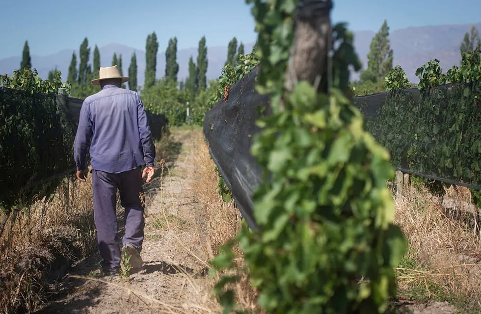 Rómulo Ruiz inspeccionando el viñedo y sus racimos 

viñedos racimos uva hojas montaña trabajador viñatero