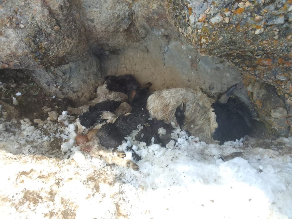 Animales murieron a causa del temporal de nieve en Malargüe y otras zonas de Mendoza.