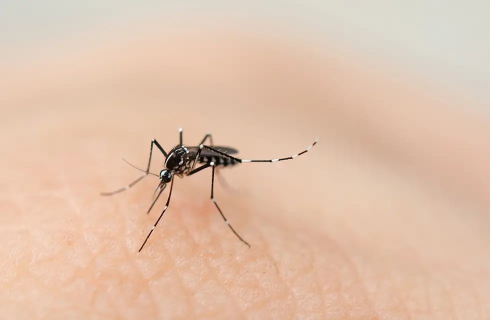 El 26 de agosto es el Día Internacional contra el Dengue, enfermedad que afecta alrededor de 80 millones de personas al año en todo el mundo.