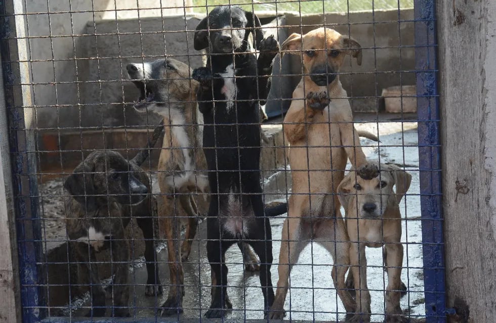 El refugio Moproa (Movimiento de Protección Animal), ubicado en Las Heras, actualmente da hogar a 60 perros. | Foto: José Gutiérrez / Los Andes