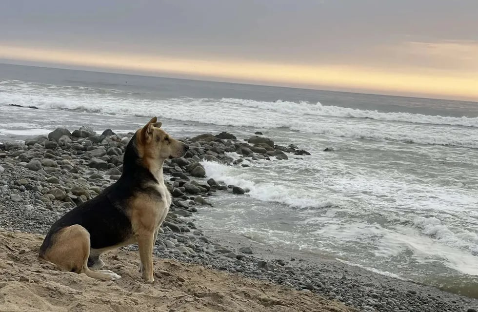 Perro mirando el mar