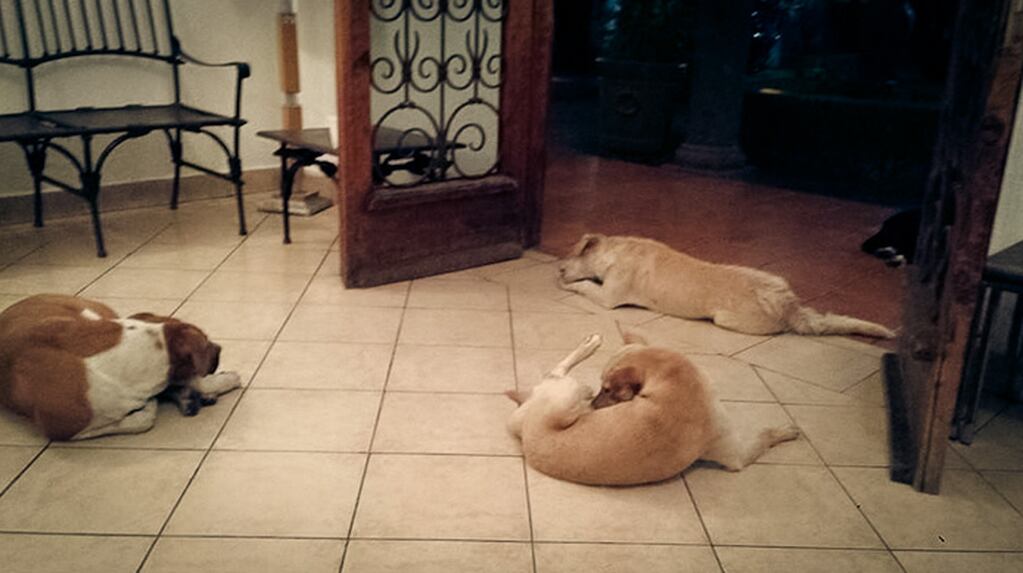 Los perros permanecieron hasta la mañana cuando se fueron todos, menos uno que se quedó acostado en el pasillo.