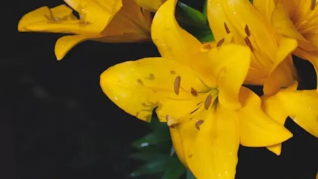 Flores amarillos
