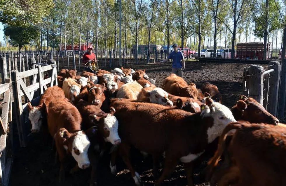 Los ganaderos podrán mover los terneros con una sola dosis de la vacuna contra la aftosa.