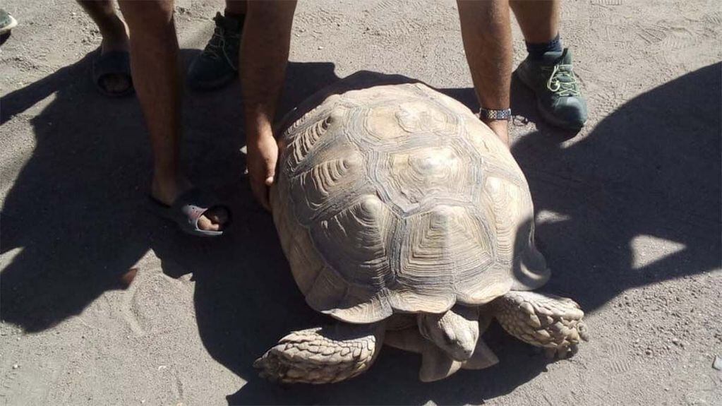 La tortuga gigante de San Rafael fue trasladada a la fundación Temaikén, en Buenos Aires, donde estará vigilada y cuidada por especialistas.