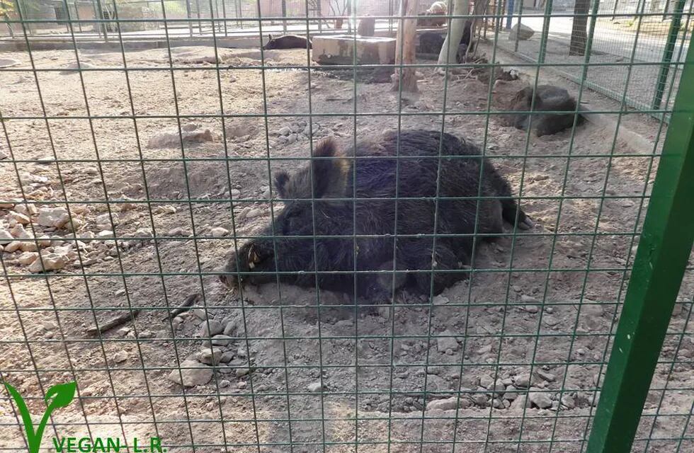 Indignación en La Rioja: difunden fotos de animales muertos dentro del zoo provincial