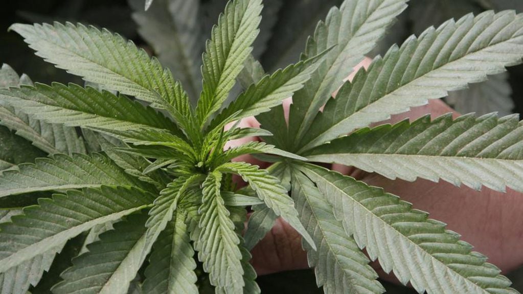 Marihuana. Una planta de Cannabis, cultivada en una maceta, en una casa particular (AP / Archivo).