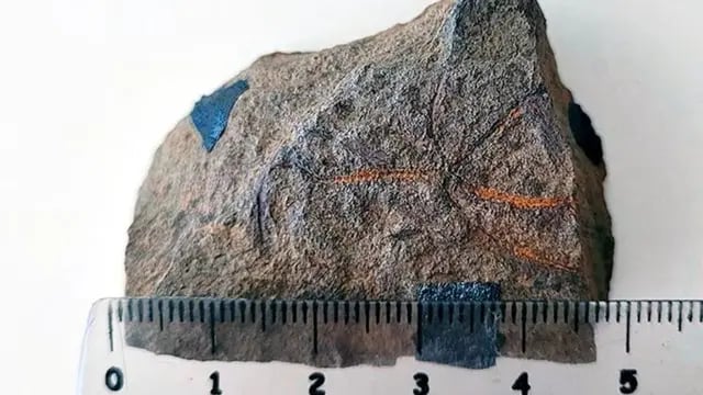 Neuquén: hallan un fósil de estrella frágil de hace 193 millones de años
