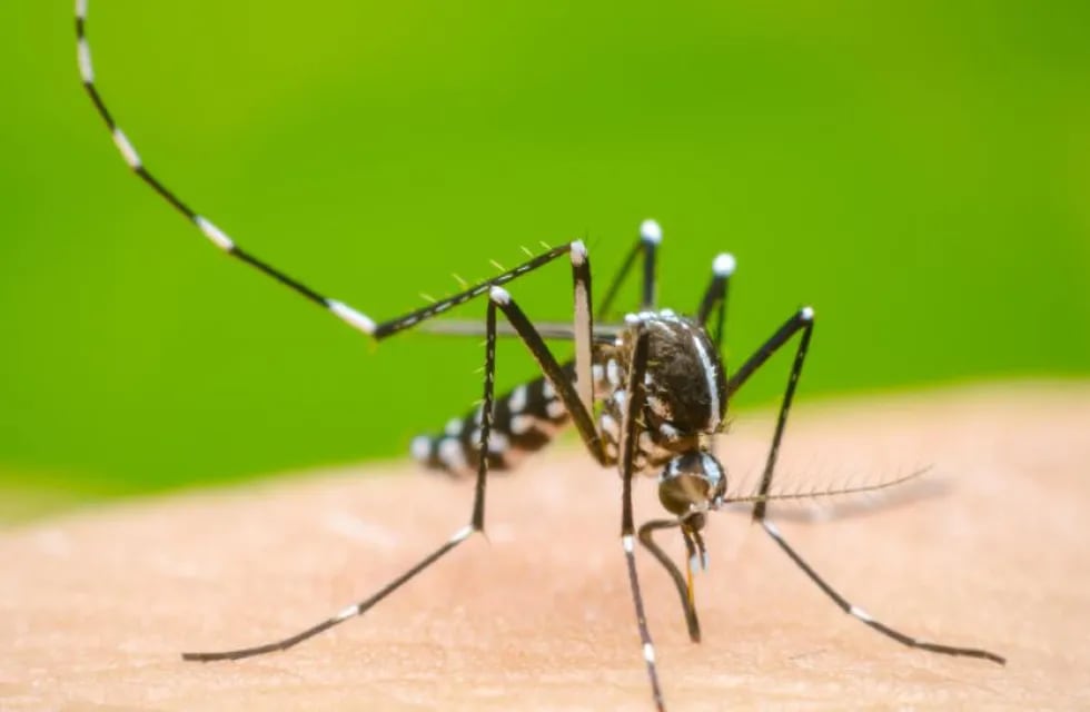 El dengue es una enfermedad viral transmitida por la picadura del mosquito Aedes aegypti.