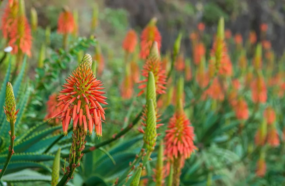 En el fondo del tubo floral, las atractivas inflorescencias de Aloe contienen un exquisito néctar que es un manjar para gran cantidad de aves.