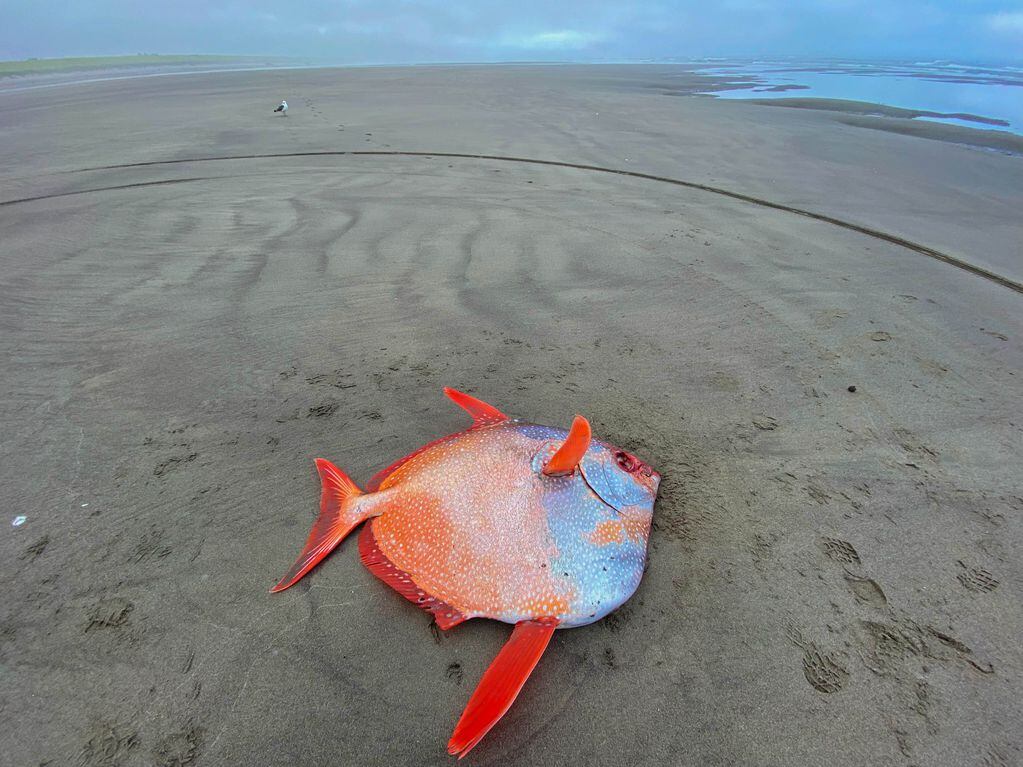 El extraño pez que apareció en la costa de Oregon, Estados Unidos.