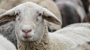 De no creer: un grupo de policías robó una oveja para hacer un asado en la comisaría y fue detenido