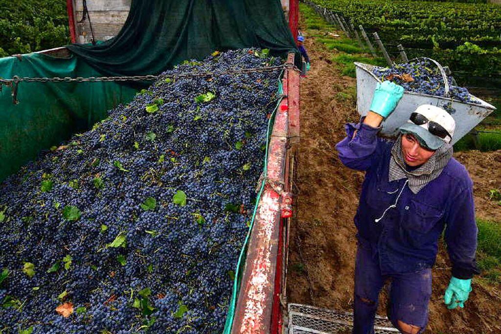 El Gobierno abrió el llamado a licitación para la compra de uva 