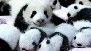 China: el panda gigante deja de estar en peligro de extinción, ¿cómo logró salvar su tesoro más preciado?