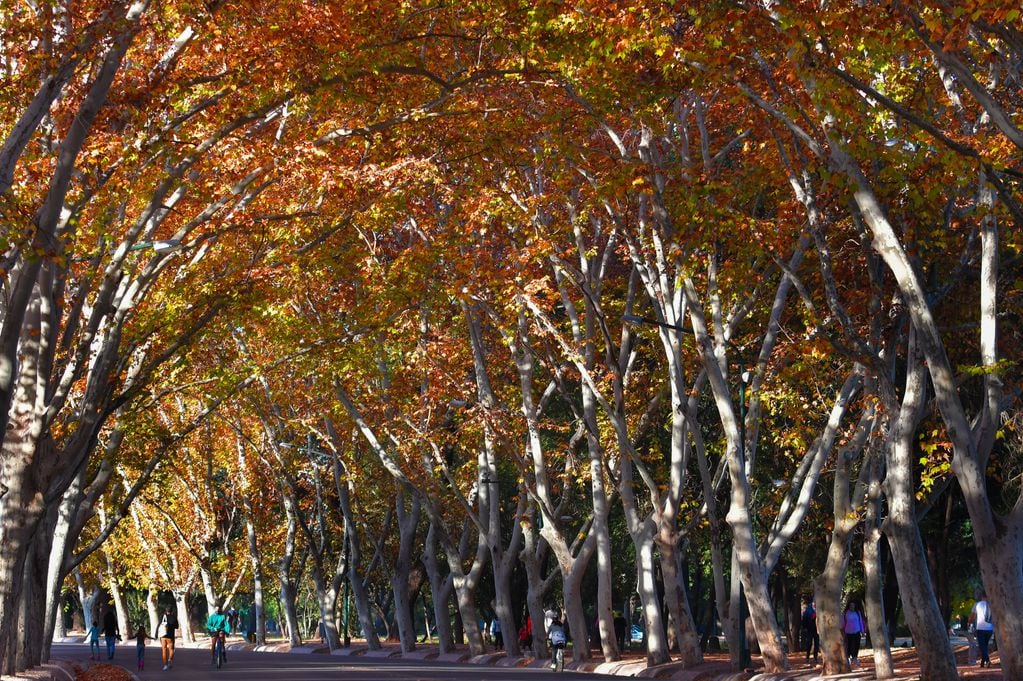 Verdaderos túneles de árboles en parque San Martín Foto: Orlando Pelichotti
