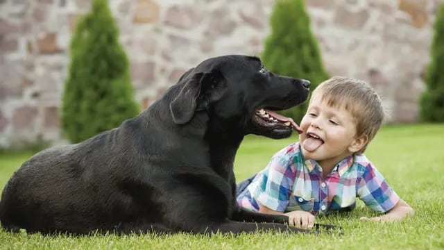 Perros y niños, una relación que puedes ser muy peligrosa.