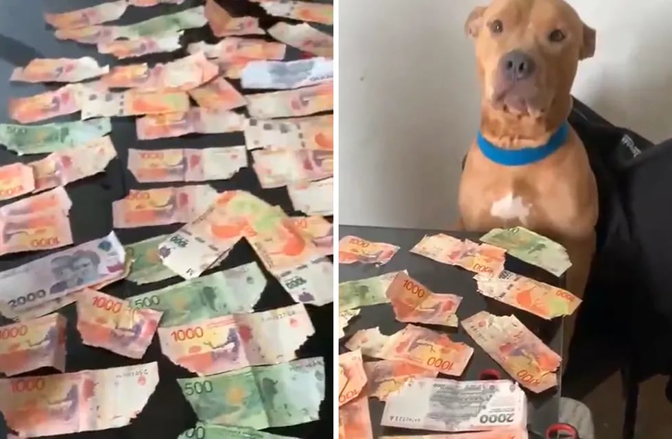 Un perro se comió los billetes de su amo y su reacción se viralizó en las redes.