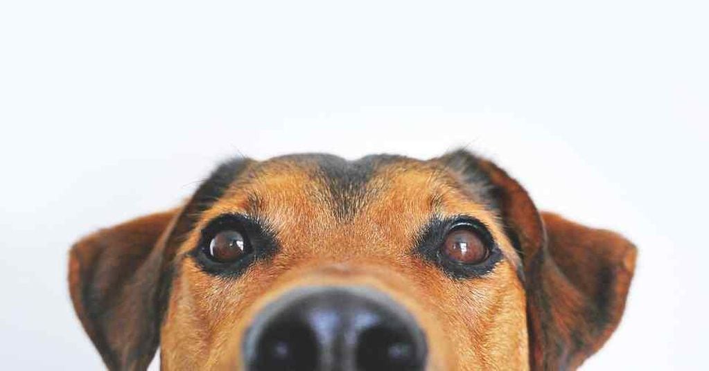 La original campaña en redes con que Luján busca dar en adopción a 17 perritos rescatados de situaciones traumáticas. Foto: Imagen ilustrativa. / Pixabay.com