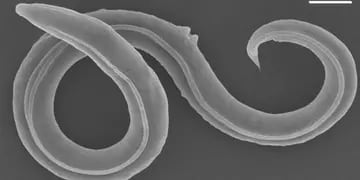 Científicos reviven gusanos de hace 46.000 años