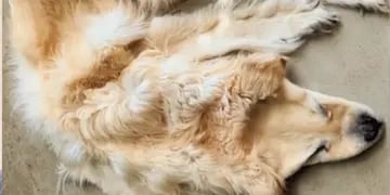 Una familia convirtió la piel de su perro muerto en una alfombra
