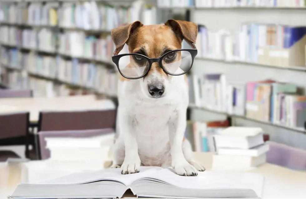 Estos son los perros más inteligentes del mundo. (Web).