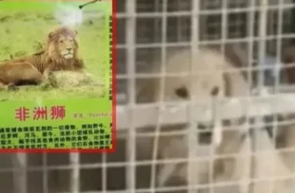 Un visitante se dio cuenta del cambio en el zoológico cuando lo visitaba con su hijo y grabó un video. Gentileza: El Imparcial.