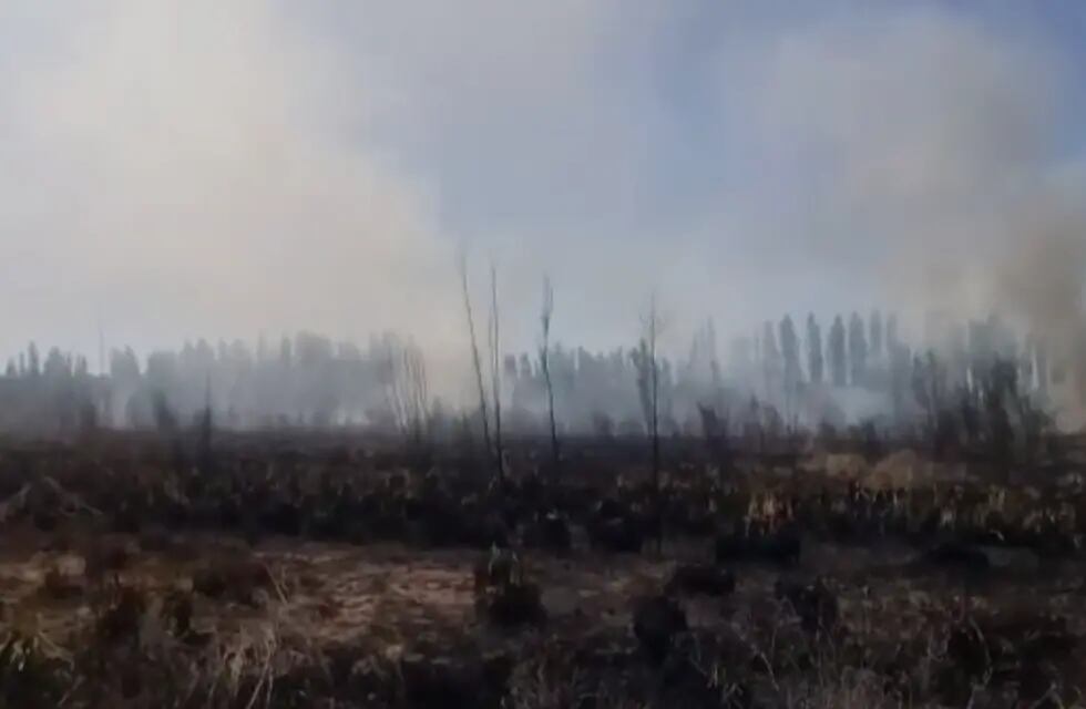 Las llamas afectaron las orillas del río Mendoza en Luján y Maipú.