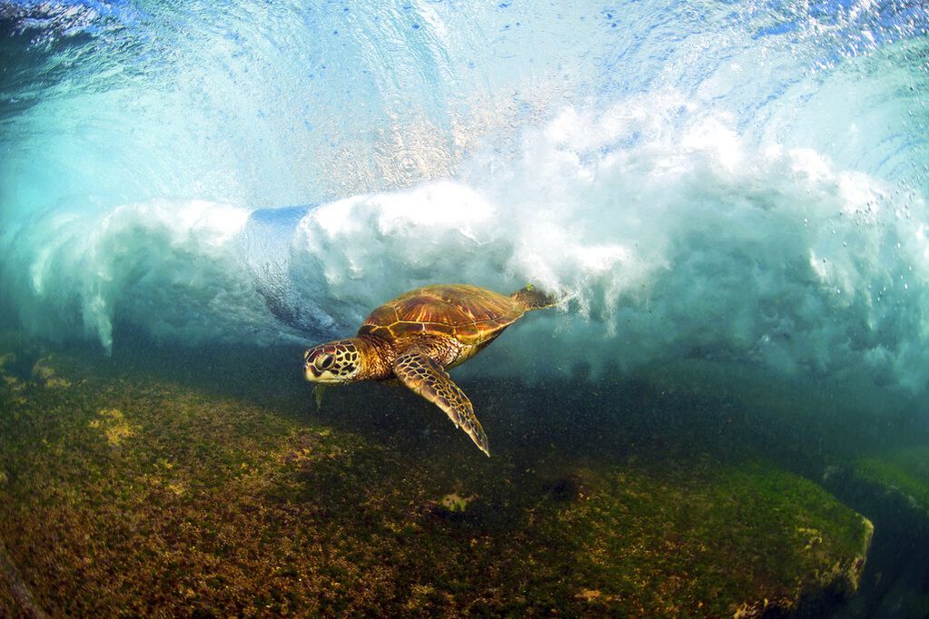 Una tortuga marina verde hawaiana nada en una ola al romper . Foto: Clark Little vía AP