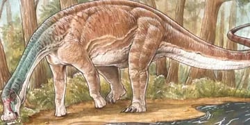 Hallaron en Neuquén los restos de una nueva especie de dinosaurio titanosaurio que vivió hace 86 millones de años
