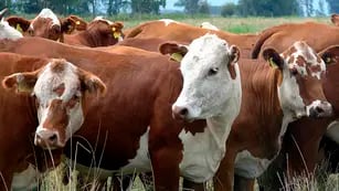 Plan Toro: la Dirección de Ganadería de la Provincia implementa el programa para determinar la existencia de bacterias o parásitos que atenten contra la preñez en vacas.