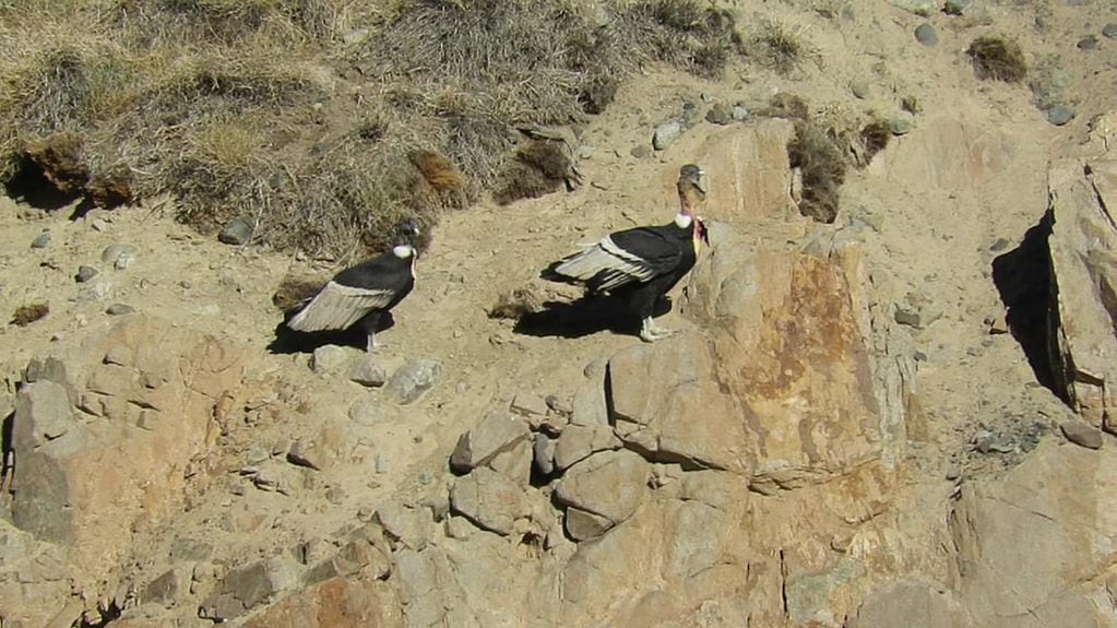 Los 111 cóndores censados en Mendoza son uno de los registros más altos en los últimos años: dónde están. Foto: Adrián Gorrindo - Departamento de Fauna Silvestre de la Dirección de Recursos Naturales de Mendoza.