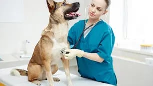 Atención veterinaria