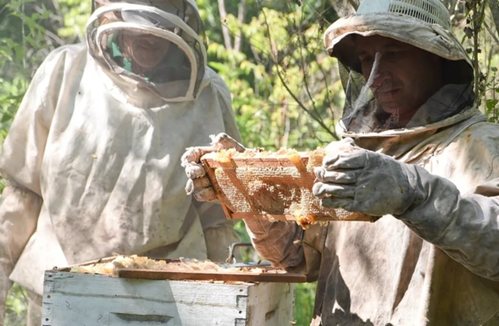 La producción apícola es de las más importantes en Misiones. - Archivo / Los Andes