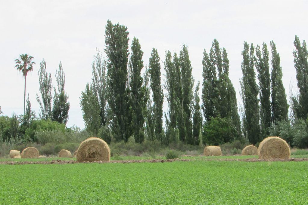 Cultivo de alfalfa.
