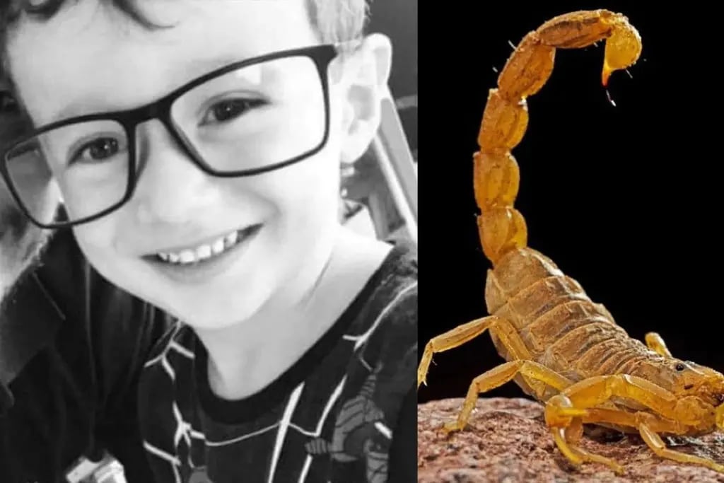 Un nene falleció de siete infartos tras ser picado por el escorpión más peligroso de Sudamérica