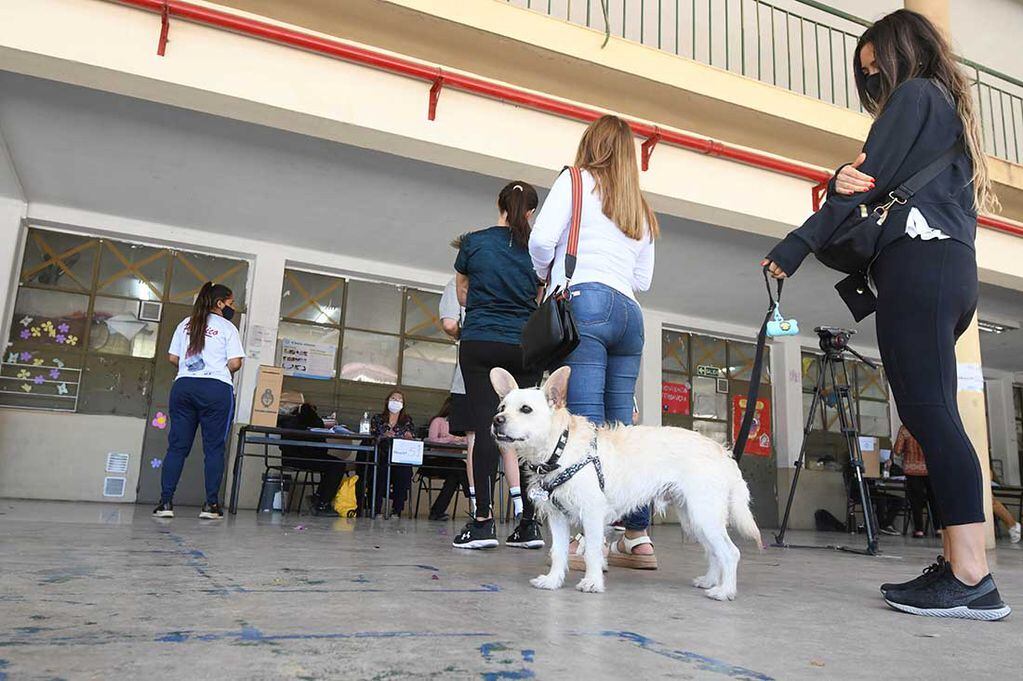 Alfid, el perrito que acompañó a su dueña a votar.
Foto José Gutierrez