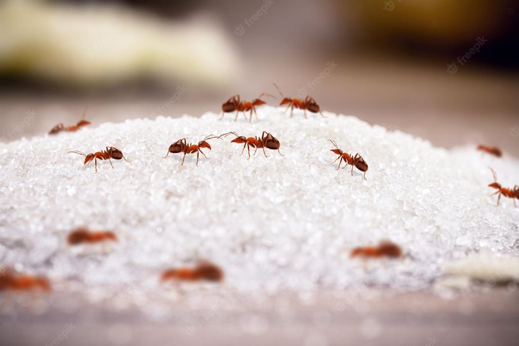 Cómo eliminar hormigas.