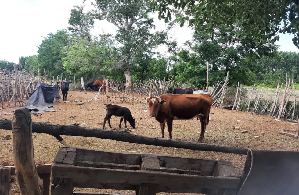 Robo de ganado en Valle de Uco - Fuentes policiales