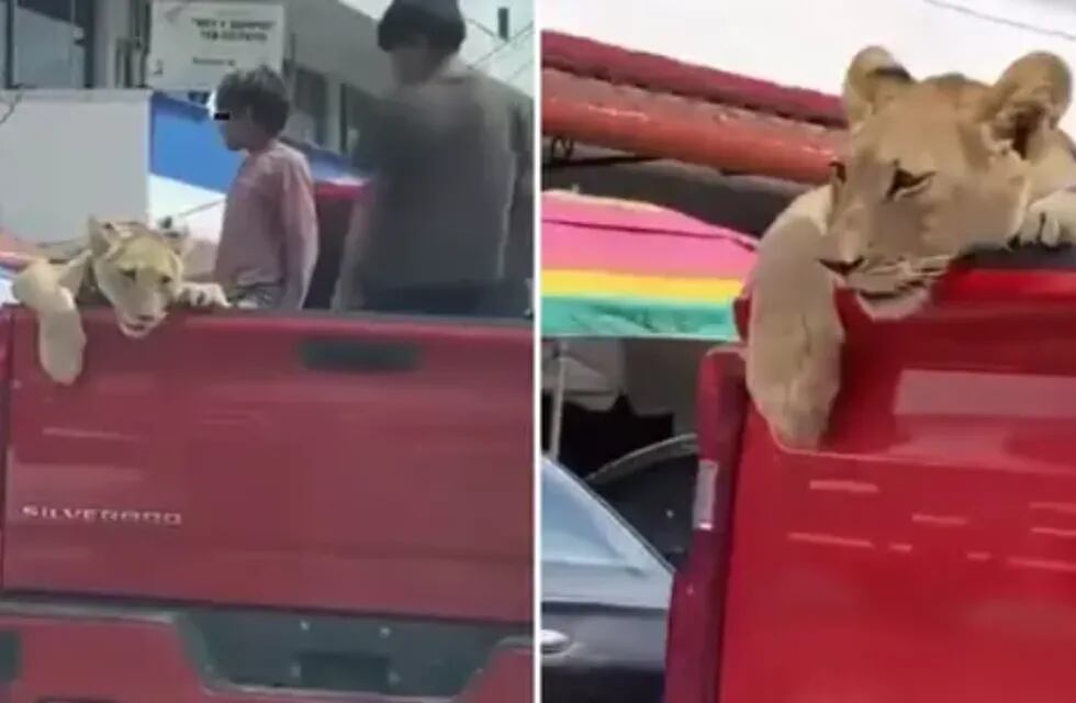 Dos niños pasearon a un león en una camioneta roja. Gentileza: N+