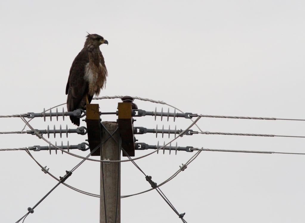 El águila coronada usualmente utiliza los pilares de los tendidos eléctricos para posarse, resultando frecuentemente en la muerte electrocución - foto: José H. Sarasola
