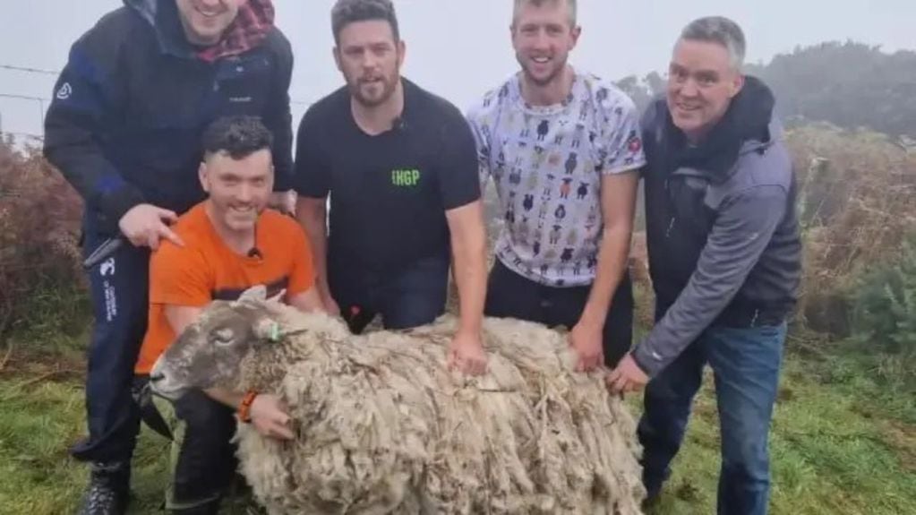 Fiona, la oveja escocesa rescatada después de dos años de aislamiento, disfruta de una nueva vida en una granja. Foto: Facebook.