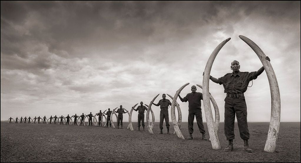 La fotografía más famosa de Brandt es el retrato en el que un hombre sostiene los colmillos de un elefante cazado por los furtivos antes de que se creara la fundación.