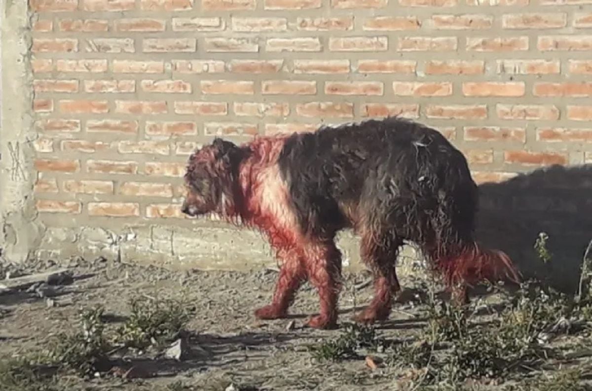 Así quedó el perro atacado a machetazos por su propio dueño en Las Lajas (Neuquén) / Gentileza Ayün ángeles de cuatro patas
