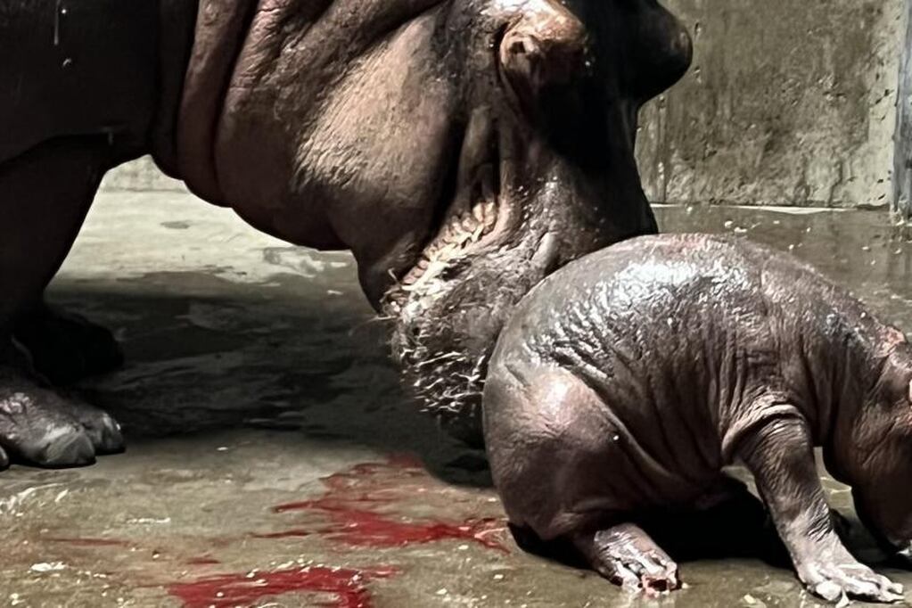Bibi, una hipopótamo que tomaba anticonceptivos fue mamá en el Zoo de Cincinnati. - Gentileza